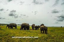 Visit sri Lanka 7 Days Round Trip
