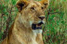 4 Days Safari to Masai Mara National Reserve and Lake Nakuru Park
