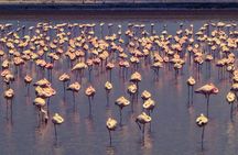 4 Days Safari to Masai Mara National Reserve and Lake Nakuru Park