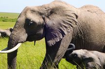 4 Days Safari to Masai Mara National Reserve and Lake Nakuru Park