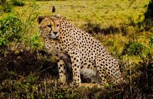 4 Days Safari to Masai Mara National Reserve and Lake Nakuru Park