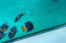 "PRIVATE" Tour Marietas Islands Basic Snorkeling Playa Nopalera and more