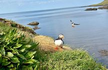 1 Hour Iceland Nature and Wildlife RIB Small Group Guided Safari