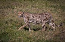 3 Day: Landscapes of Serengeti and Ngorongoro Crater