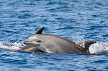 Anna Maria Island Dolphin Sightseeing Adventure 