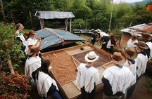 Salento and Cócora Tour plus Coffee Farm from Pereira or Armenia