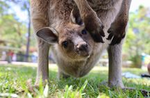 Horse Riding, Koalas & Kangaroos - Wild Australia: Private Tour