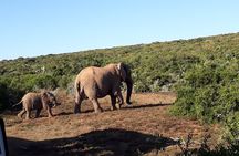 6 Days Private Discovery of Cape Town and Surroundings