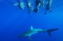 Swim with Sharks Cage-Free from Oahu