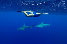Swim with Sharks Cage-Free from Oahu