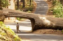 Small Group Sequoia Tour from Wuksachi Lodge with Lunch