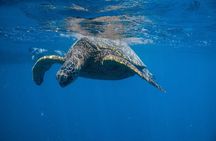 Turtle Canyon Snorkel from Waikiki: Turtles Guaranteed