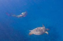 Private Turtle Snorkel & Cruise Waikiki