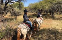 Exhilarating Horseback Safari from Johannesburg