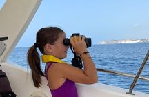 4 Hours Dolphin Watching Tour in Porto Empedocle