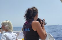 4 Hours Dolphin Watching Tour in Porto Empedocle
