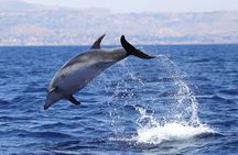4 Hours Dolphin Watching Tour in Porto Empedocle