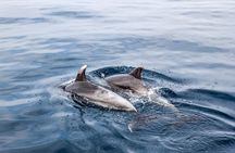 Dolphin Boat Trip in Benalmadena