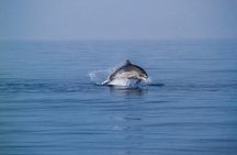 Dolphin Boat Trip in Benalmadena