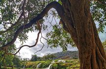 East of Salalah, Mountain Safari, Camels, Waterfall, White beach