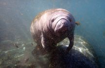 Guaranteed Snorkel with Manatee Tour w/ Guide & Photographer