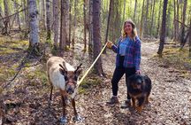 The Reindeer Grove Homestead Tour and Forage