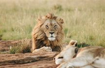 Game Drive in Zimbabwe