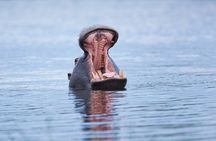 Zambezi Sunset Cruise – Wildlife, Drinks & Breathtaking Views