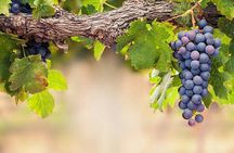 Cape Winelands Private Wine Tour Stellenbosch Franschhoek Paarl