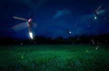 Private Kuala Selangor Firefly Day Trip Include Dinner &Boat Ride