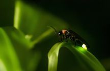 Private Kuala Selangor Firefly Day Trip Include Dinner &Boat Ride