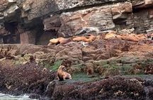 Palomino Islands Tour | Palomino Islands From Lima 2025