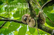 Bogarin Trail Sloth Guided Tour