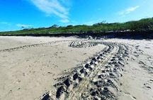 Turtle Nesting Tour Playa Grande CR