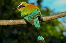 Birdwatching tour in Carara National Park