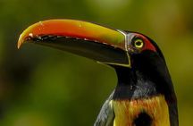 Birdwatching tour in Carara National Park
