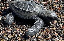 Turtle Nesting Tour Playa Grande CR