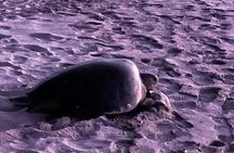 Turtle Nesting Tour Playa Grande CR