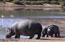 Big five Safari, Lunch with Tickets