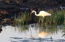 Darwin: Evening tour to Fogg Dam Wetlands and Humpty Doo Hotel