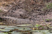 Darwin: Evening tour to Fogg Dam Wetlands and Humpty Doo Hotel