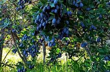 Olbia: visit a myrtle-making factory with tasting