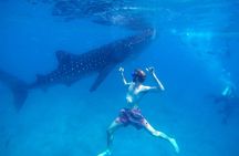 Oslob Whale Shark & Moalboal Sardines & Turtle Private Tour