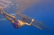 Oslob Whale Shark & Moalboal Sardines & Turtle Private Tour