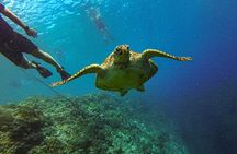 Oslob Whale Shark & Moalboal Sardines & Turtle Private Tour