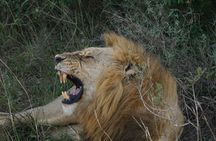 Maasai Mara and Lake Nakuru 4days Adventure