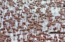 4 Days Masai mara and Lake Nakuru Safari from Nairobi
