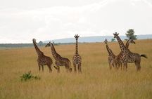 4 Days Masai mara and Lake Nakuru Safari from Nairobi