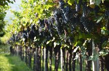 Pagus Wine Tours® - Two Amarone wineries - Half day wine tour
