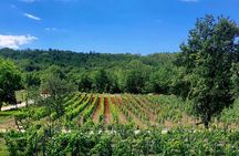 Taste of Istria - wine, brandy, vinegar, local food